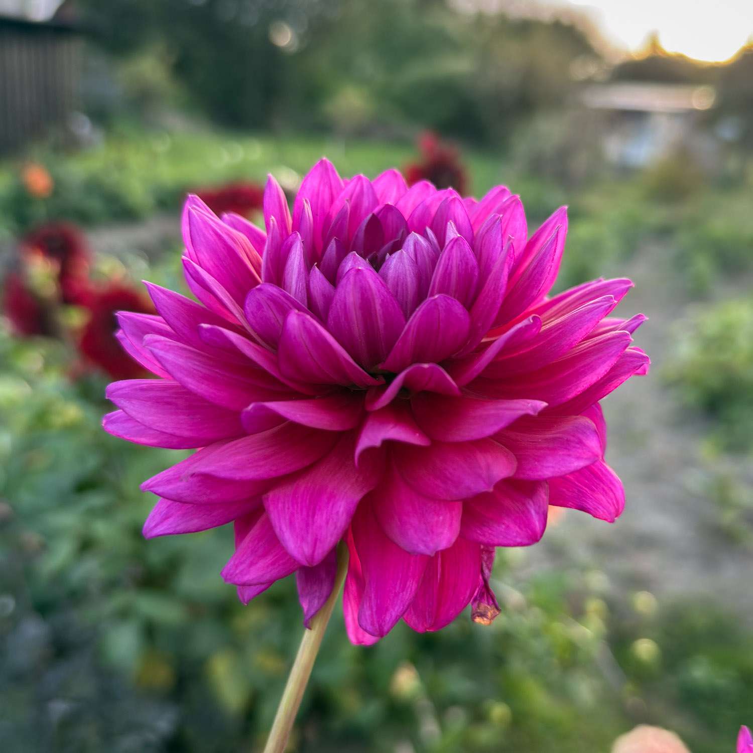 Daalia 'Berner Oberland'